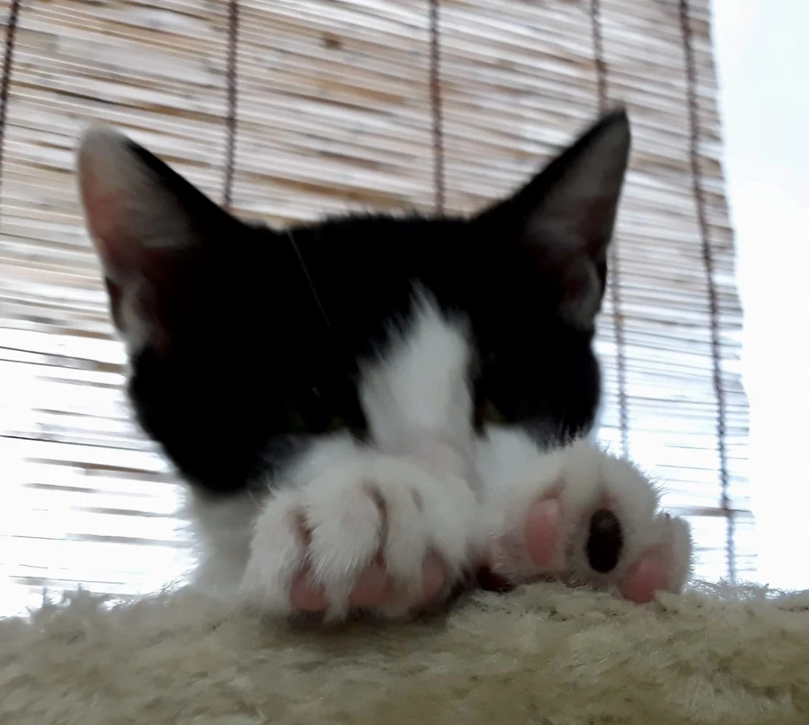 냥줍된 고양이의 진화 과정_15.webp