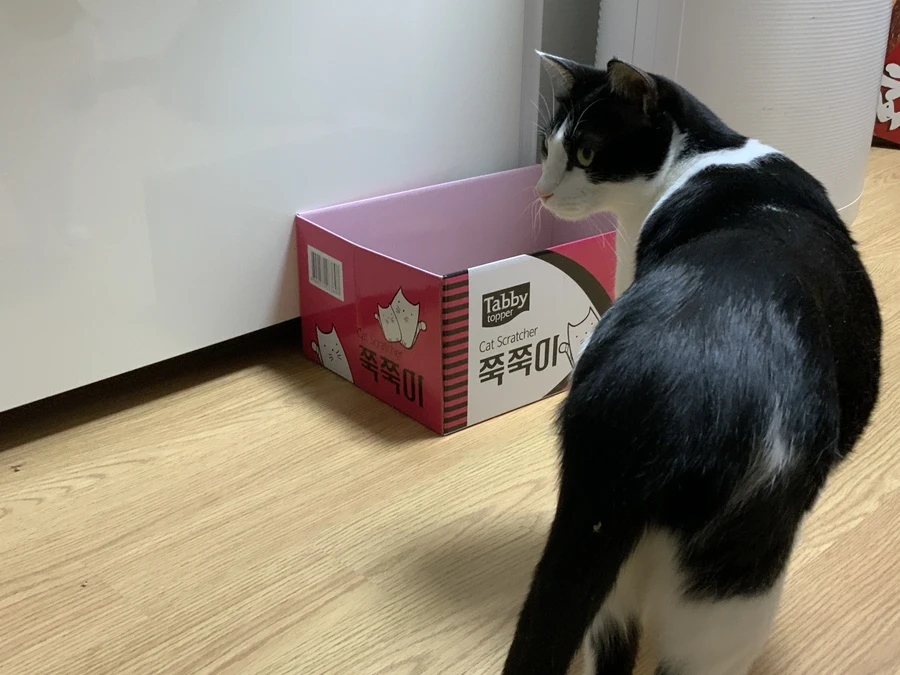 냥줍된 고양이의 진화 과정_17.webp