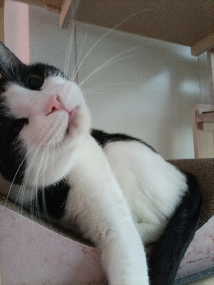 냥줍된 고양이의 진화 과정_19.webp