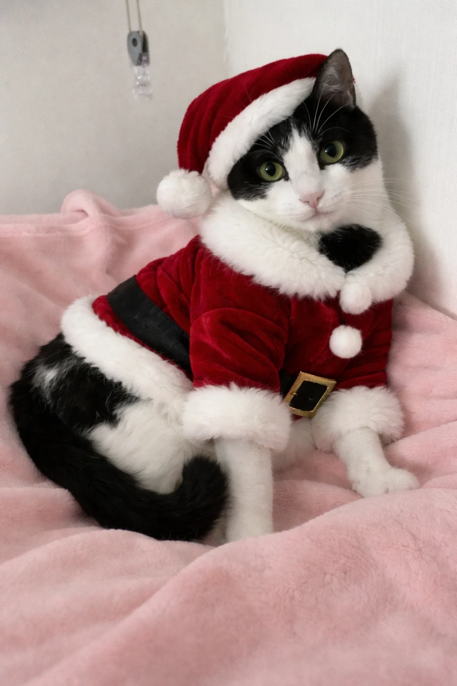 냥줍된 고양이의 진화 과정_28.webp