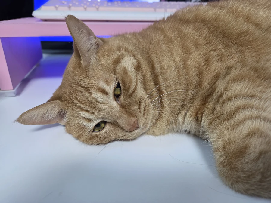 조만간 경찰한테 구속 당할거같음_1.webp