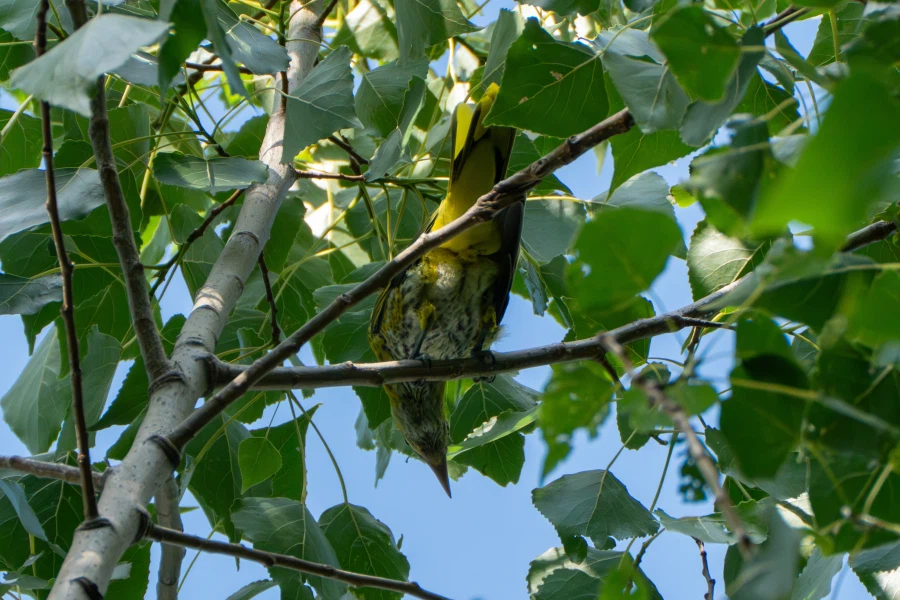 (스압) 한꺼번에 드랍~ 25년도 3분기 탐조_3.webp