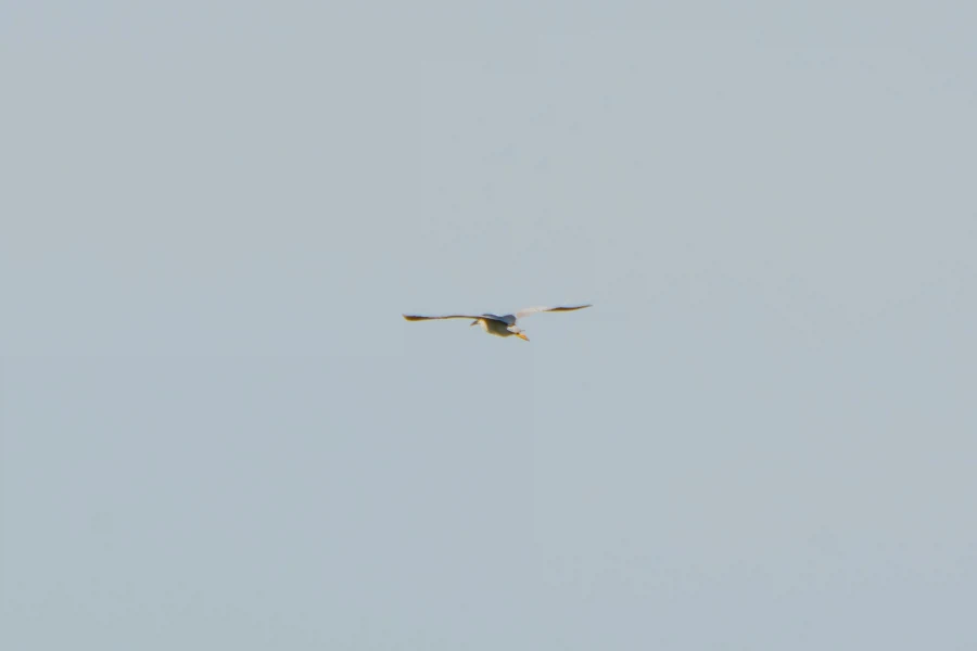 (스압) 한꺼번에 드랍~ 25년도 3분기 탐조_10.webp