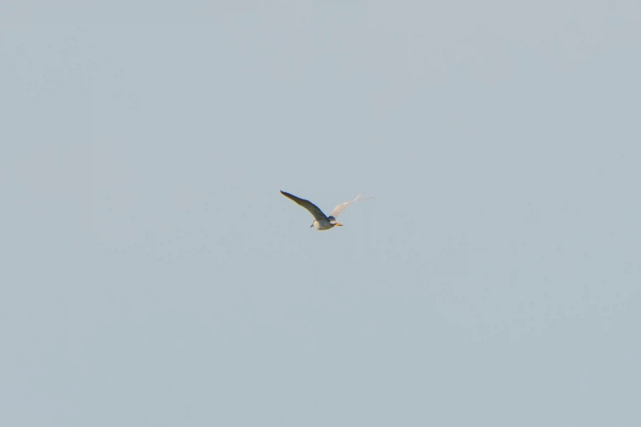 (스압) 한꺼번에 드랍~ 25년도 3분기 탐조_11.webp