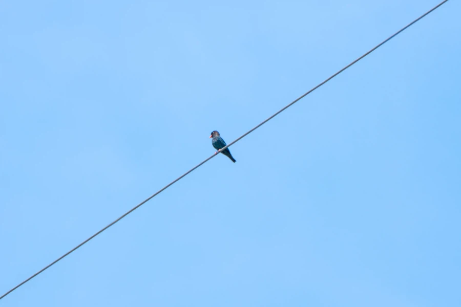 (스압) 한꺼번에 드랍~ 25년도 3분기 탐조_15.webp