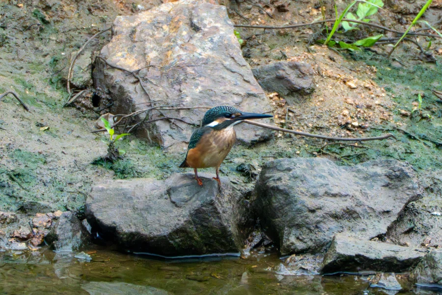 (스압) 한꺼번에 드랍~ 25년도 3분기 탐조_17.webp