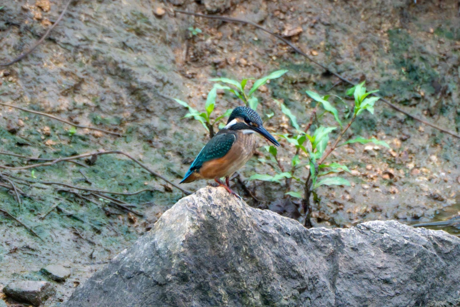 (스압) 한꺼번에 드랍~ 25년도 3분기 탐조_18.webp