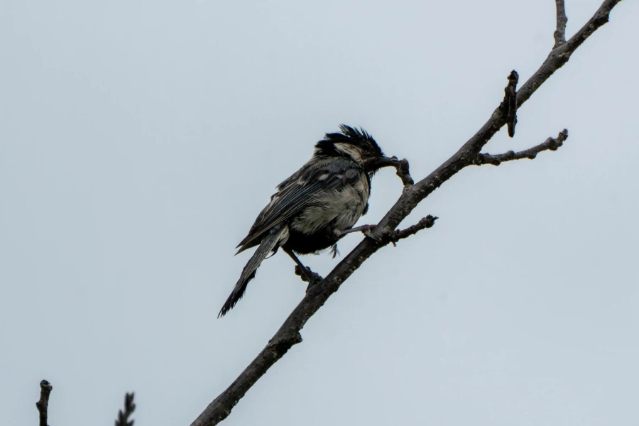 (스압) 한꺼번에 드랍~ 25년도 3분기 탐조_25.webp