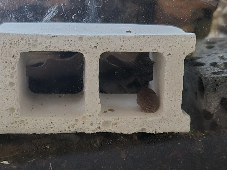 등각류)칼슘블럭안에서 잠듬._2.webp