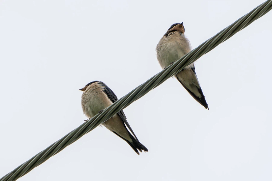 (스압) 한꺼번에 드랍~ 25년도 3분기 탐조_27.webp