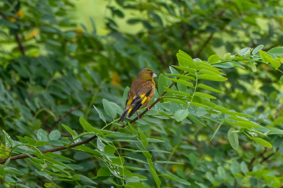 (스압) 한꺼번에 드랍~ 25년도 3분기 탐조_32.webp