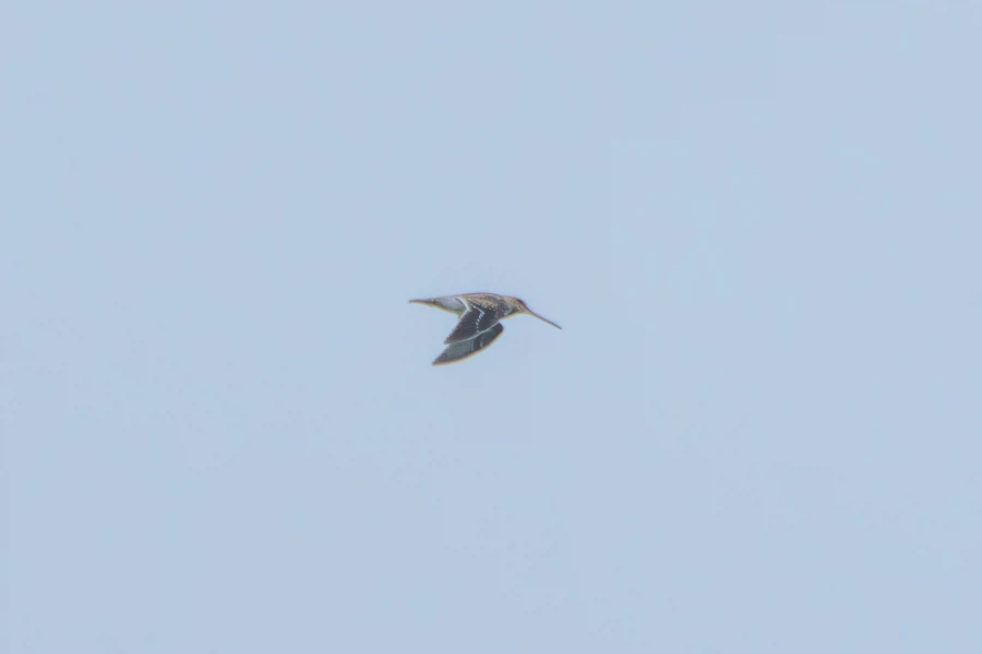 (스압) 한꺼번에 드랍~ 25년도 3분기 탐조_57.webp