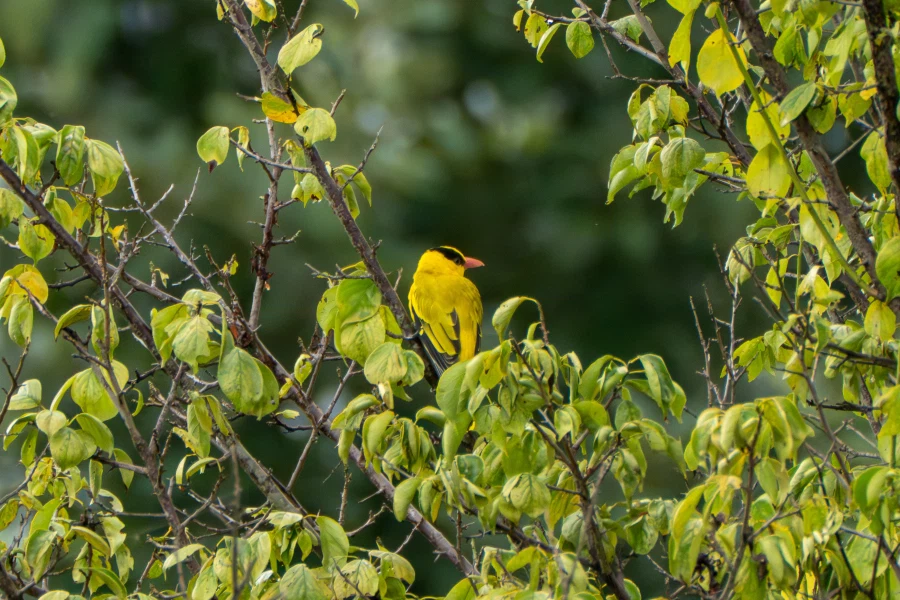 (스압) 한꺼번에 드랍~ 25년도 3분기 탐조_61.webp