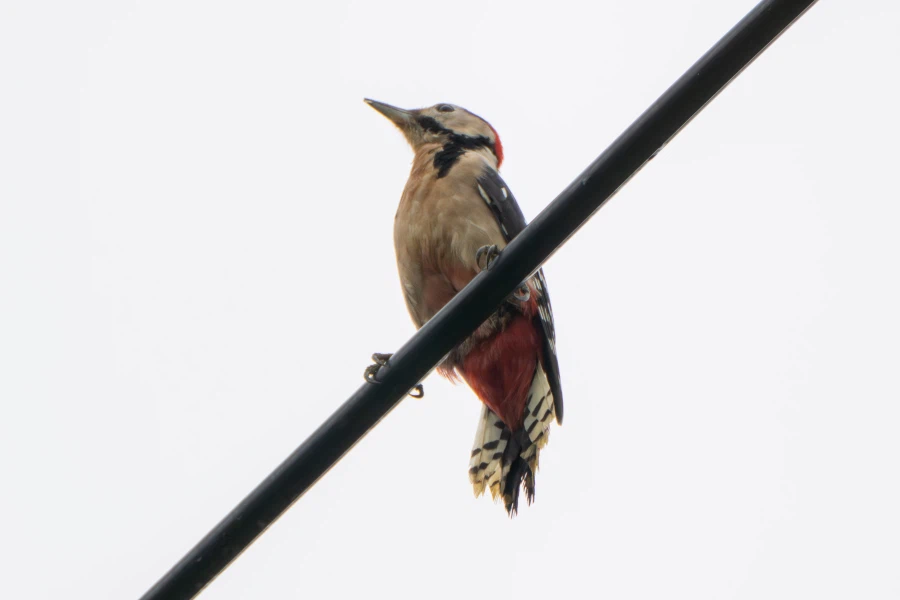 (스압) 한꺼번에 드랍~ 25년도 3분기 탐조_65.webp