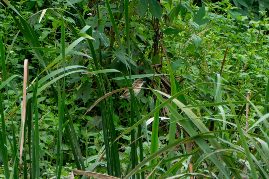 (스압) 한꺼번에 드랍~ 25년도 3분기 탐조_69.webp