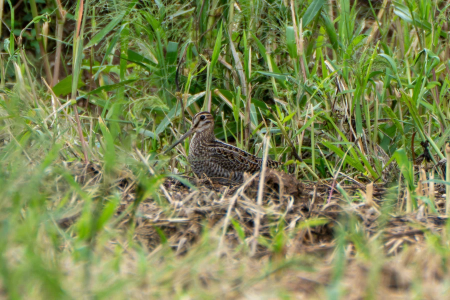 (스압) 한꺼번에 드랍~ 25년도 3분기 탐조_75.webp