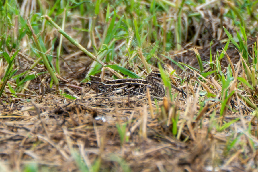 (스압) 한꺼번에 드랍~ 25년도 3분기 탐조_76.webp