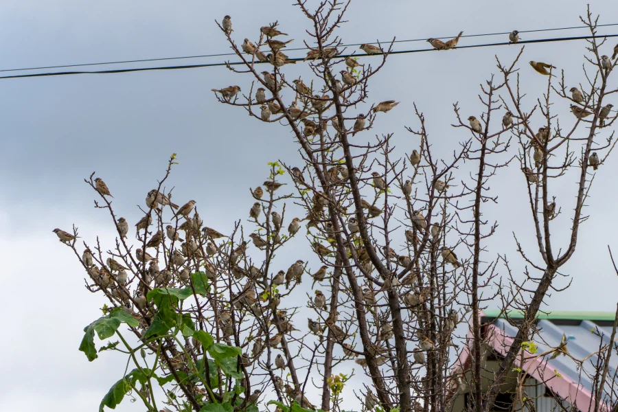 (스압) 한꺼번에 드랍~ 25년도 3분기 탐조_78.webp