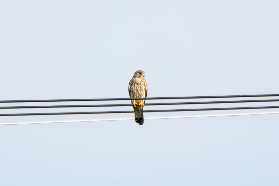 (스압) 한꺼번에 드랍~ 25년도 3분기 탐조_91.webp