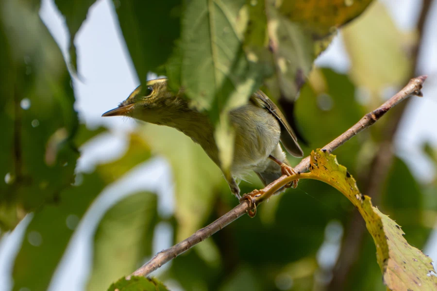 (스압) 한꺼번에 드랍~ 25년도 3분기 탐조_95.webp