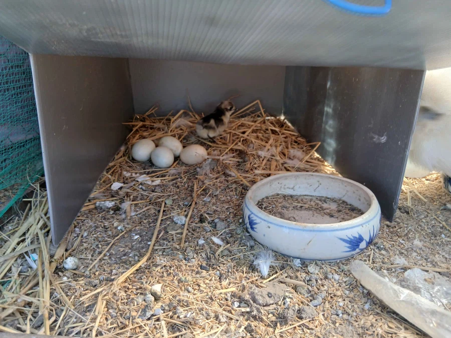 태어난지 1주도 안지난 병아리 올리기_2.webp