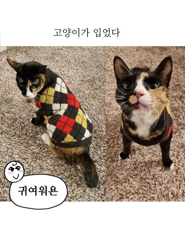 내 강아지 작아 병_4.webp