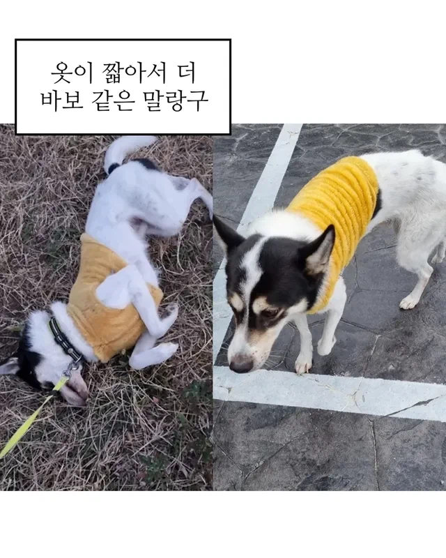 내 강아지 작아 병_10.webp