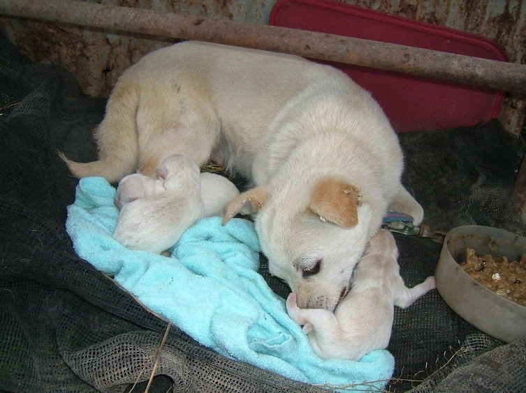 나도 엄마개한테 이쁨받고싶다_1.webp