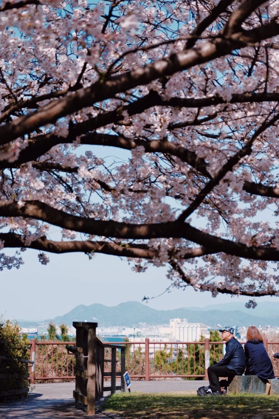 [요모] 큐슈 벚꽃여행 4일 116만원부터 #스기노이 #봄한정_2.webp