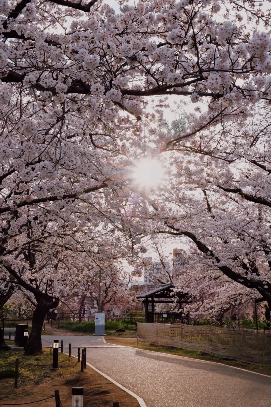 [요모] 큐슈 벚꽃여행 4일 116만원부터 #스기노이 #봄한정_4.webp