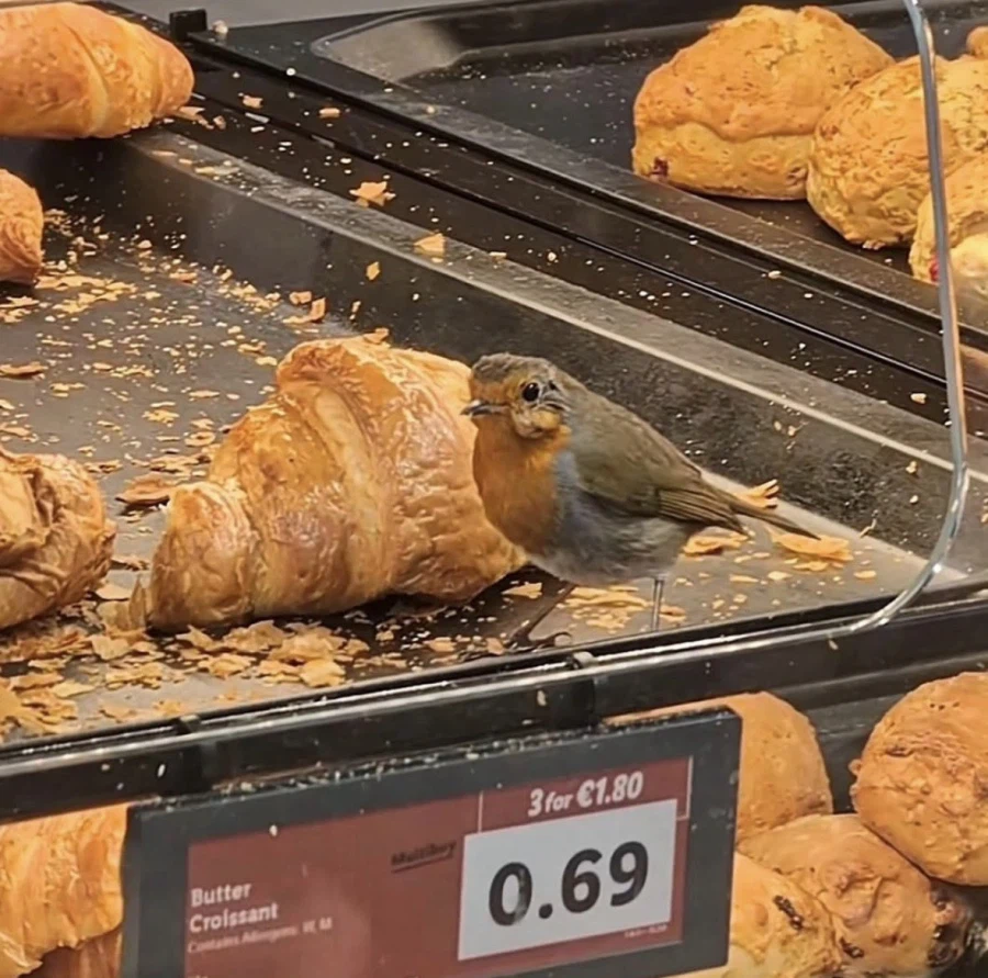 유럽에선 일찍 일어나는 새가 OO을 잡는다._1.webp