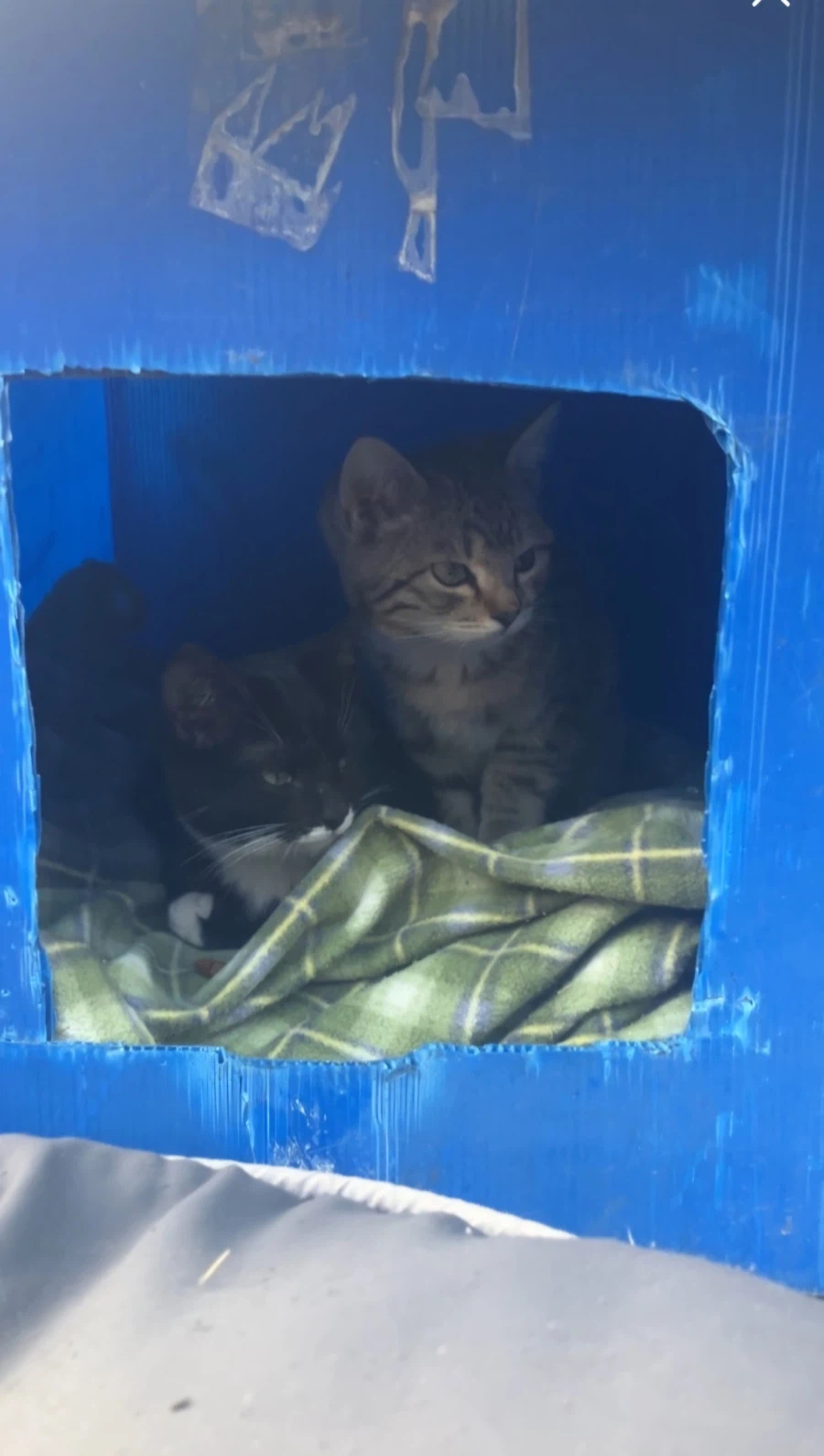 우리 집 막내 고우앵이 온지 1년 됐네_1.webp