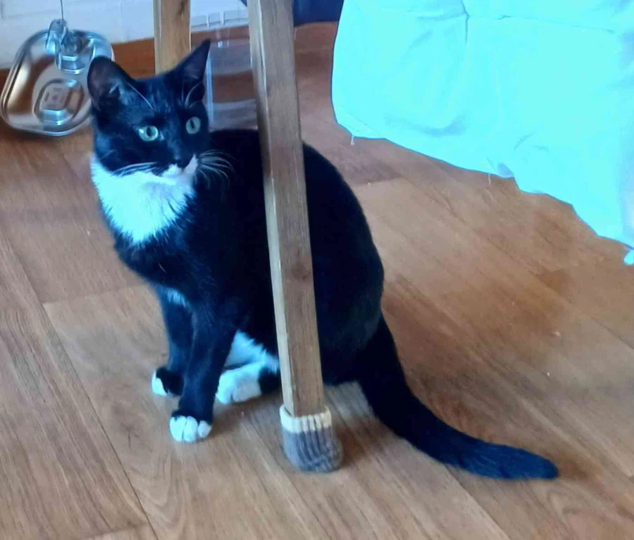 우리 집 막내 고우앵이 온지 1년 됐네_3.webp