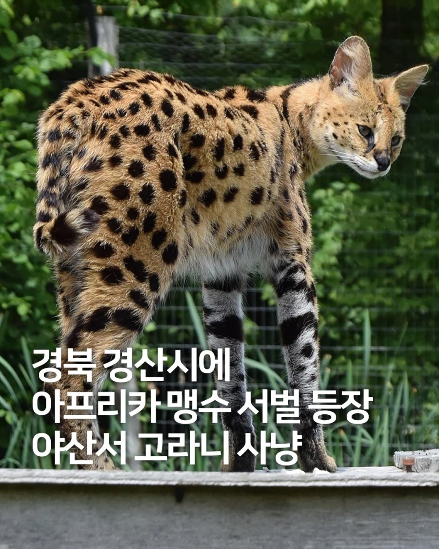 경북 경산시에 등장한 서벌짱..._1.webp