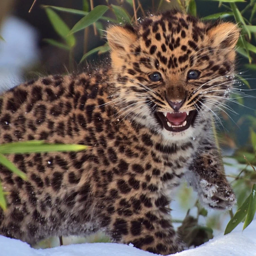 새끼 표범_3.webp