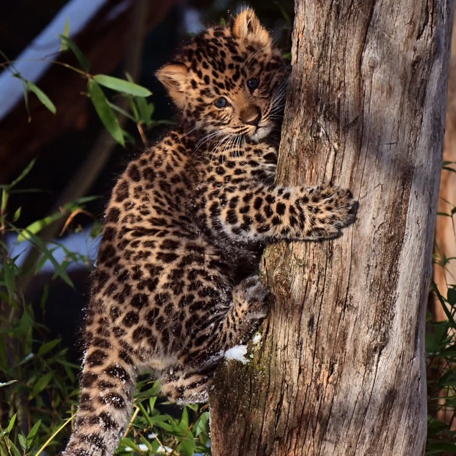 새끼 표범_5.webp