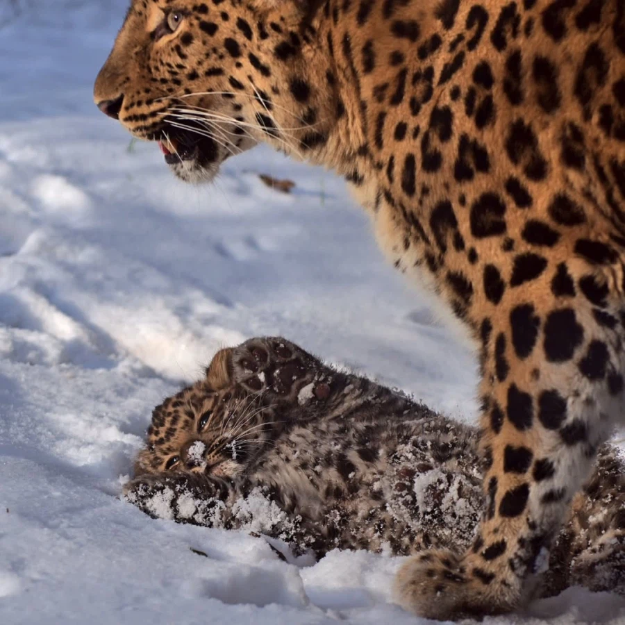 새끼 표범_7.webp