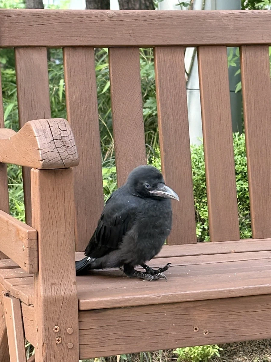 이 까마귀가 벤치에서 멍하니 있던 이유_1.webp