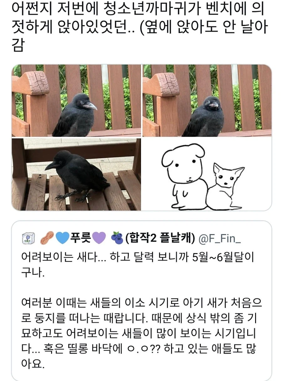 이 까마귀가 벤치에서 멍하니 있던 이유_4.webp
