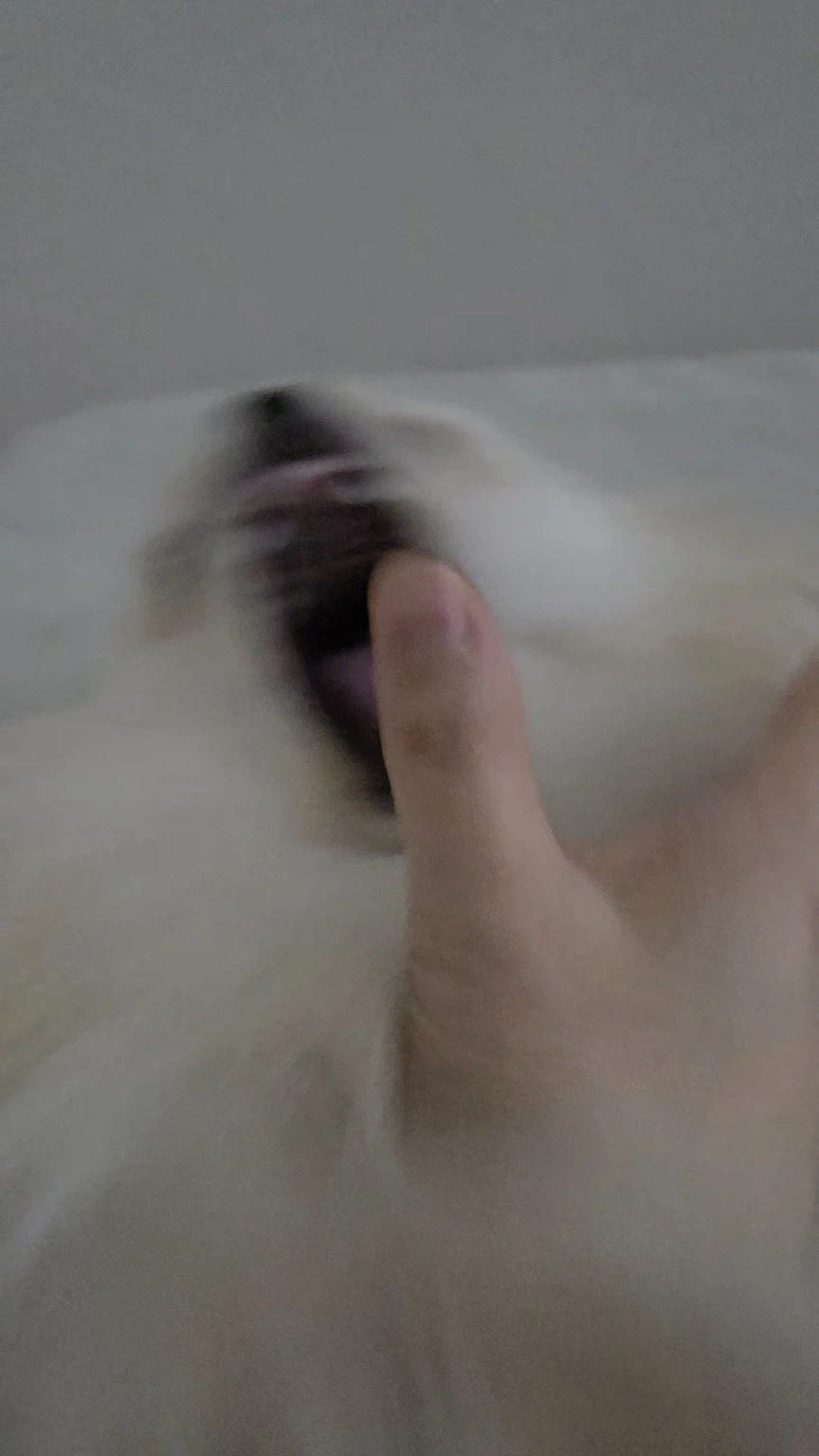 댕댕이뭐하냐니까 누나가 보내준사진_4.webp