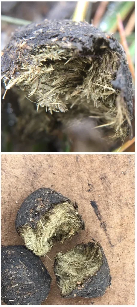 똥) 따끈따끈 바이오 두쫀쿠 생산공장 썰_2.webp