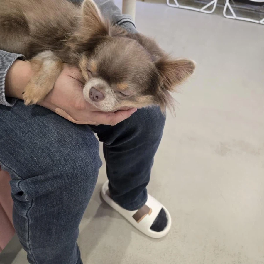 동네에 애견카페가 생겨서 너무 좋습니다_5.webp