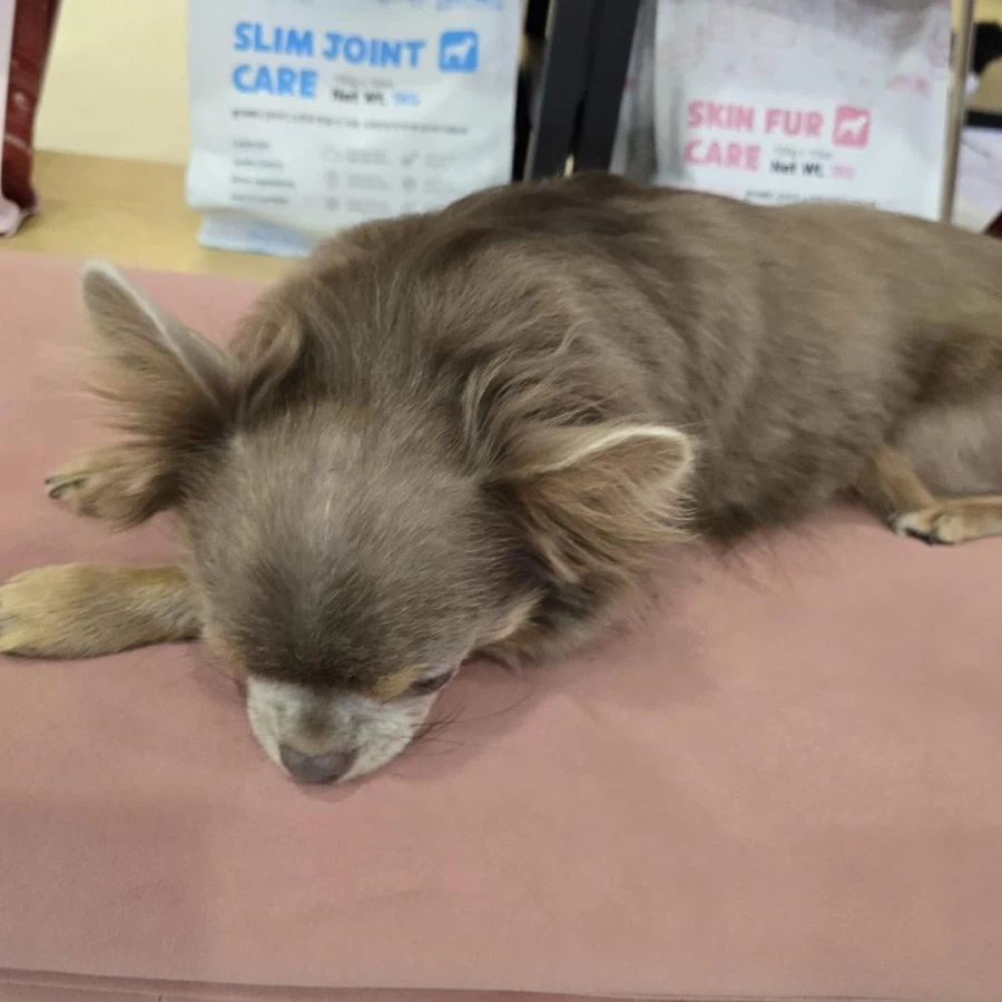 동네에 애견카페가 생겨서 너무 좋습니다_8.webp