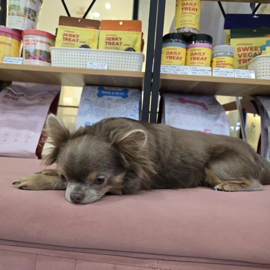 동네에 애견카페가 생겨서 너무 좋습니다_9.webp