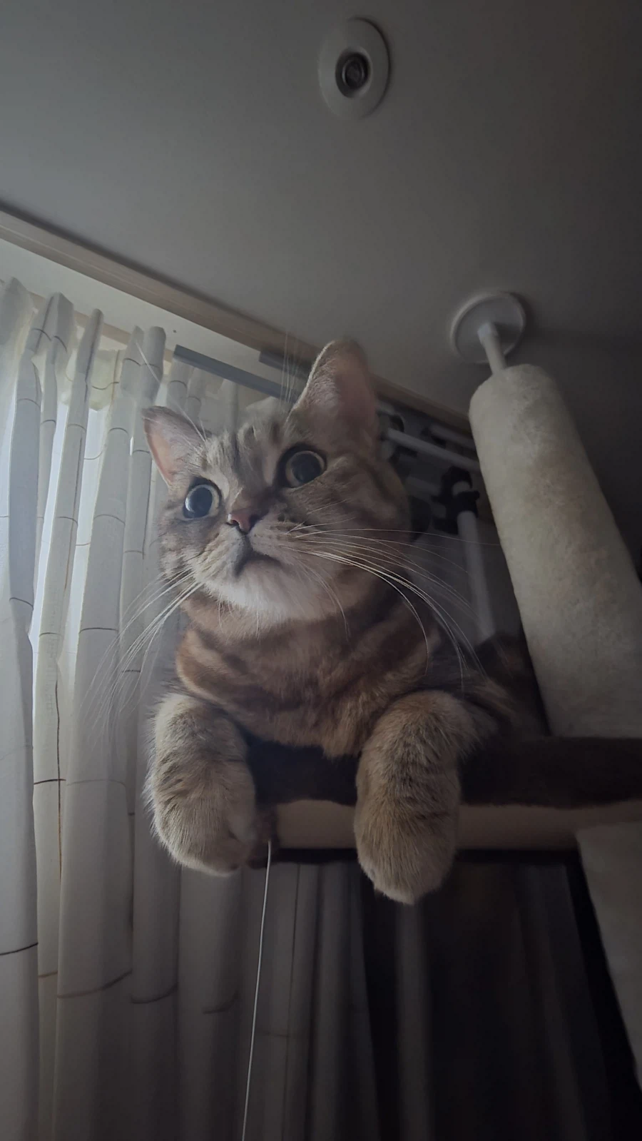 고앵이 자랑2_4.webp