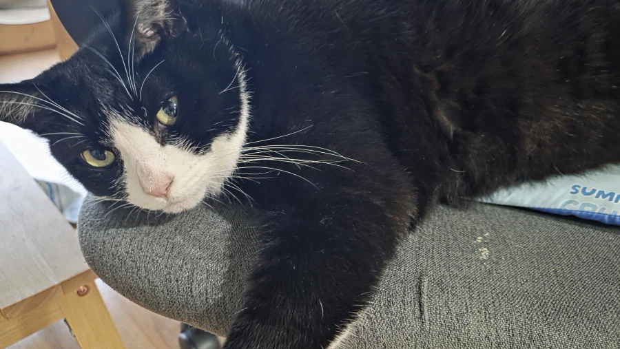 고앵이 자랑2_9.webp