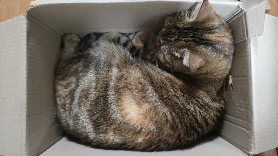 고앵이 자랑2_10.webp