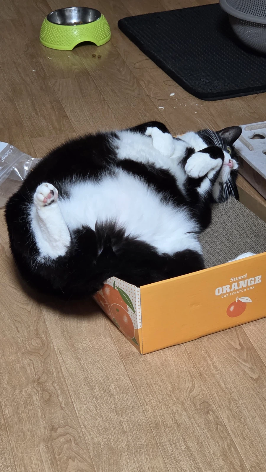 고앵이 자랑2_11.webp