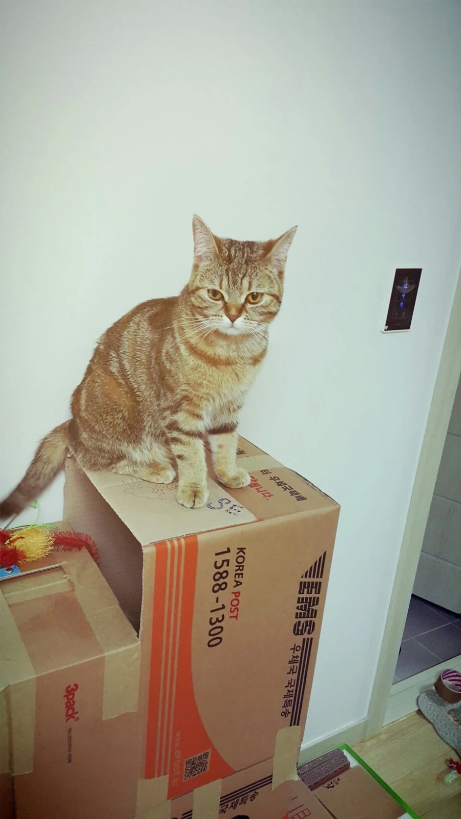 고앵이 자랑2_15.webp