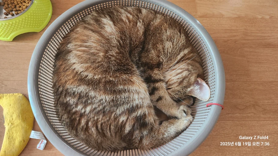 고앵이 자랑2_12.webp